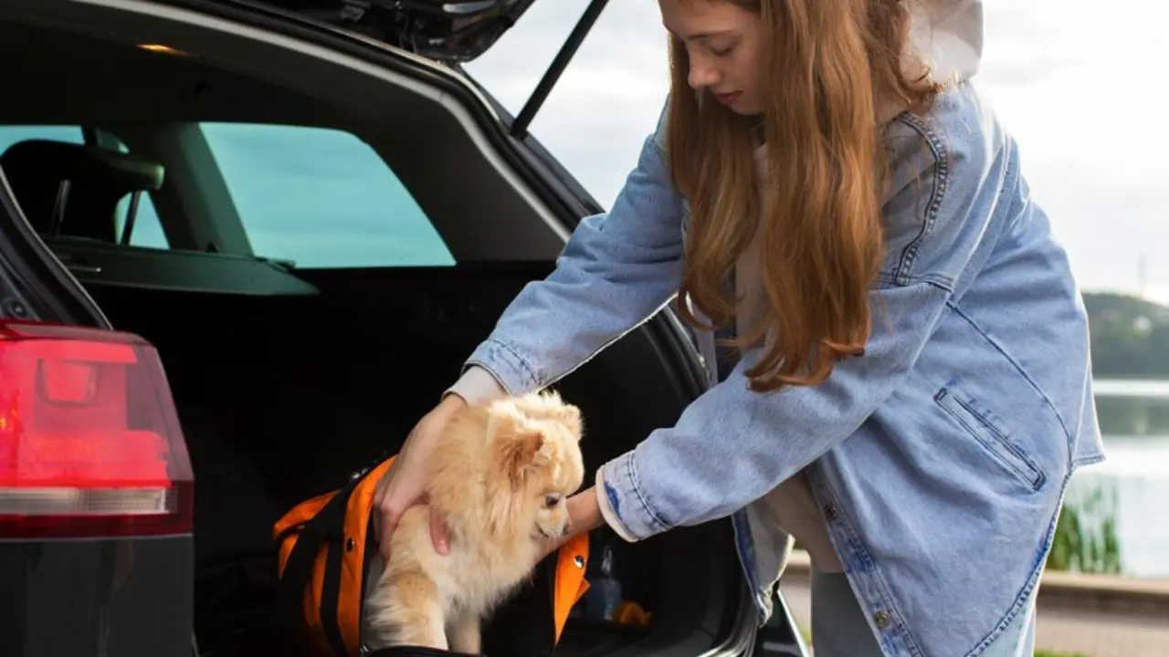 Pet Transfers